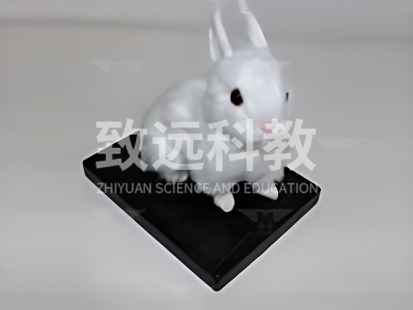 兔外形标本