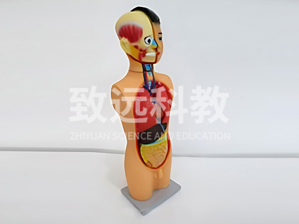 少年人体半身模型