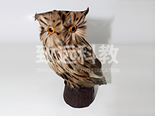 猫头鹰仿真模型
