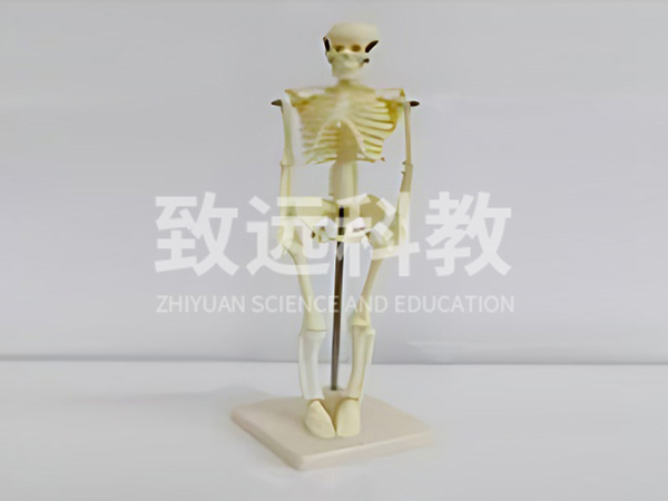儿童骨骼模型