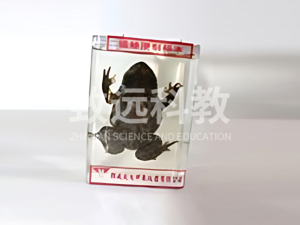 如何正确保存教学仪器器材模型——浸制标本